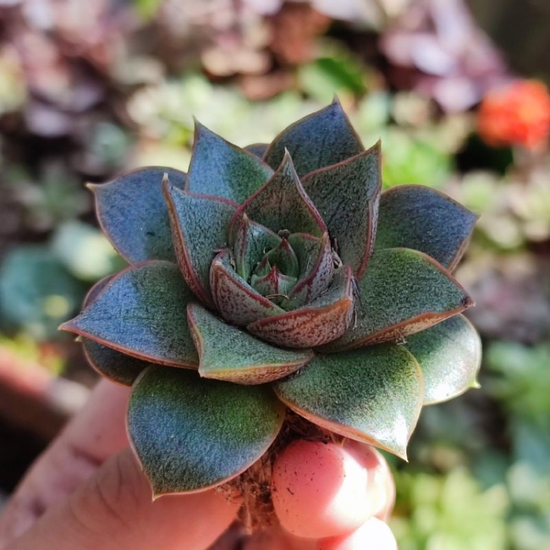 Echeveria purpusorum sukulen batik