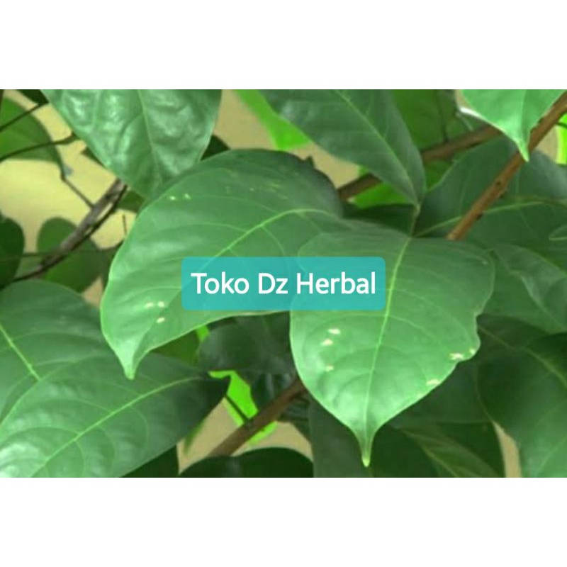 

Jual daun hantap segar 250 gram petik langsung-az