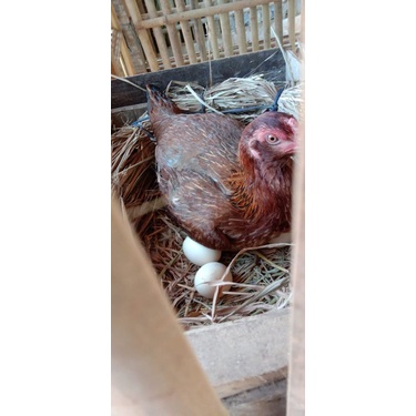 TELUR PERTIL AYAM PAMA NINJA SAMURAI