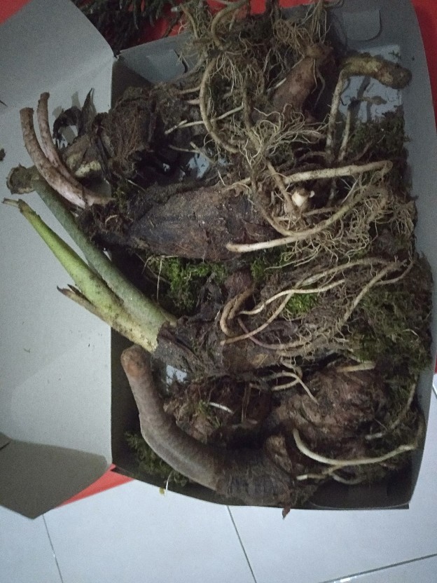 Bonggol Alocasia Zebrina Khas Lampung/longiloba (bonggol Agak Besar)