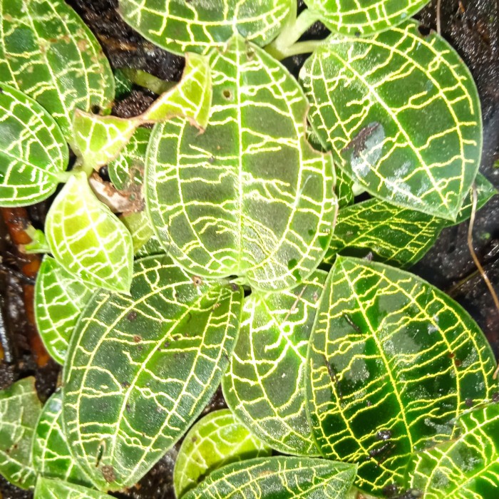 

Ki aksara hijau jewel orcid dewasa