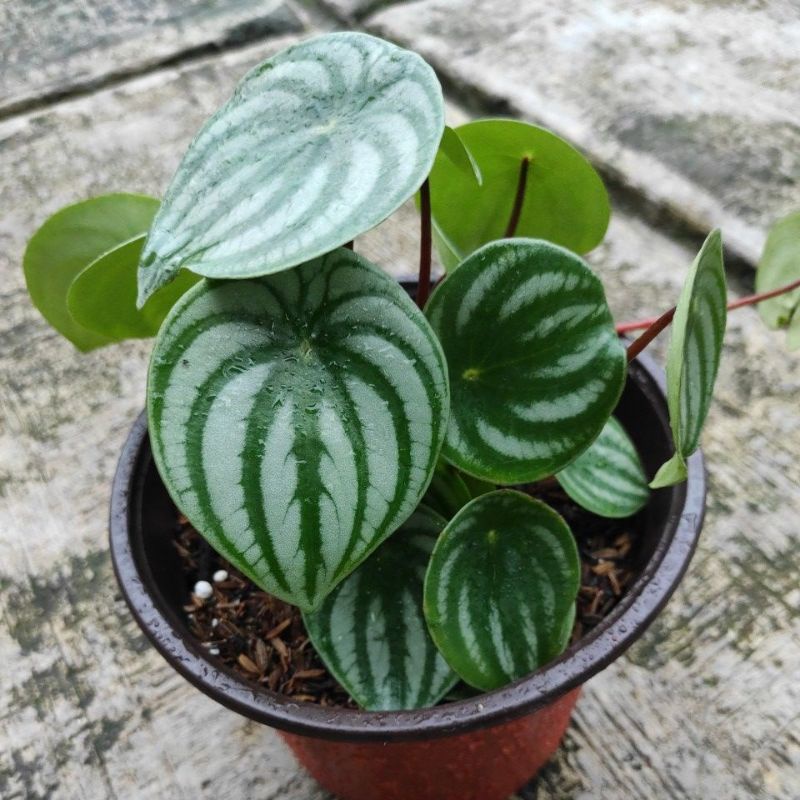 Peperomia Watermelon SALE CUCI KEBON daun besar 5 - 8 daun