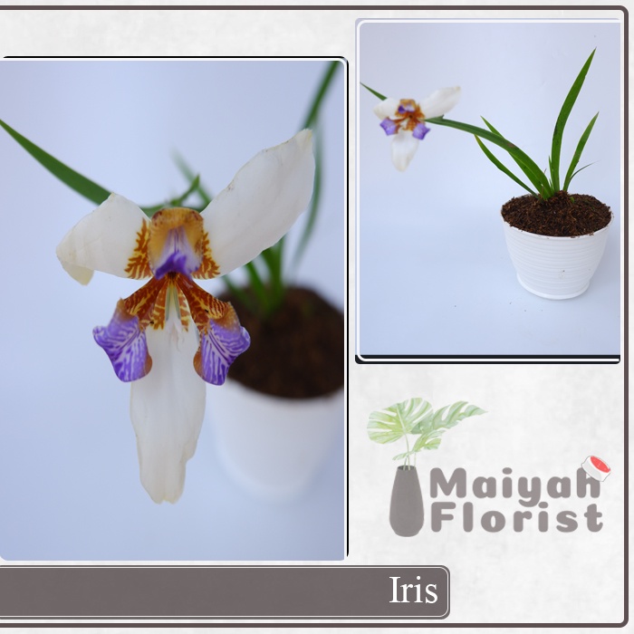 Iris - Tanaman Hias