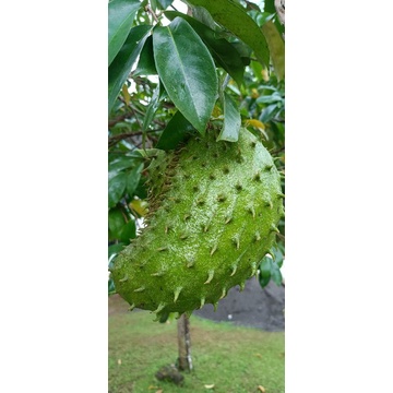 

Buah sirsak segar langsung petik 1kg