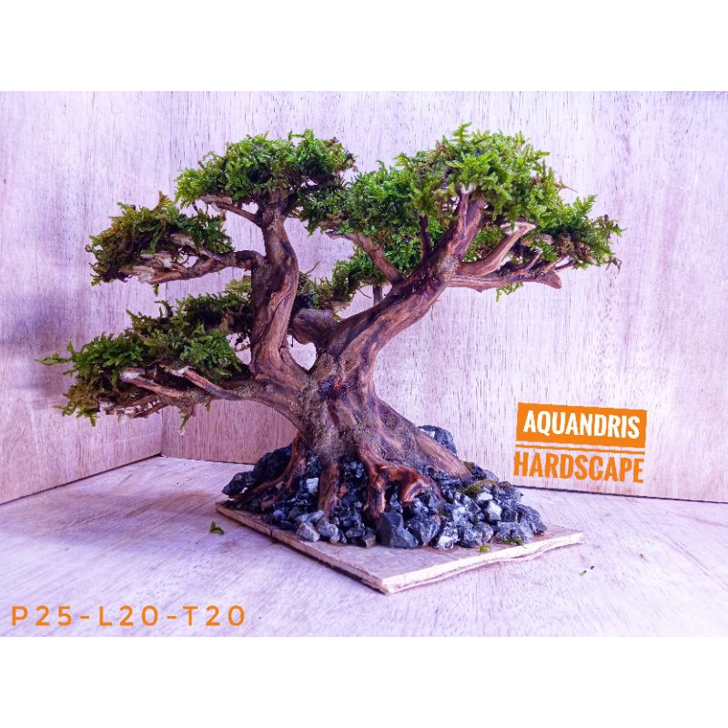 bonsai aquascape hardscape rasamala