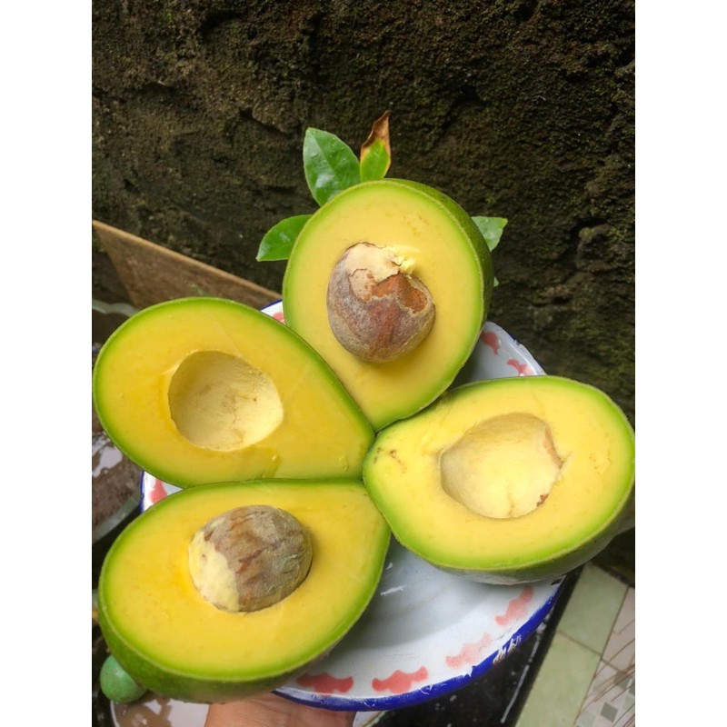 

alpukat mentega lampung timur grade A