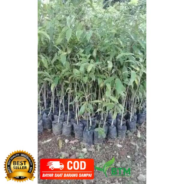 Bibit Tanaman Pohon Gaharu Super Kayu Hitam - Gaharu Aquilaria Malaccensis