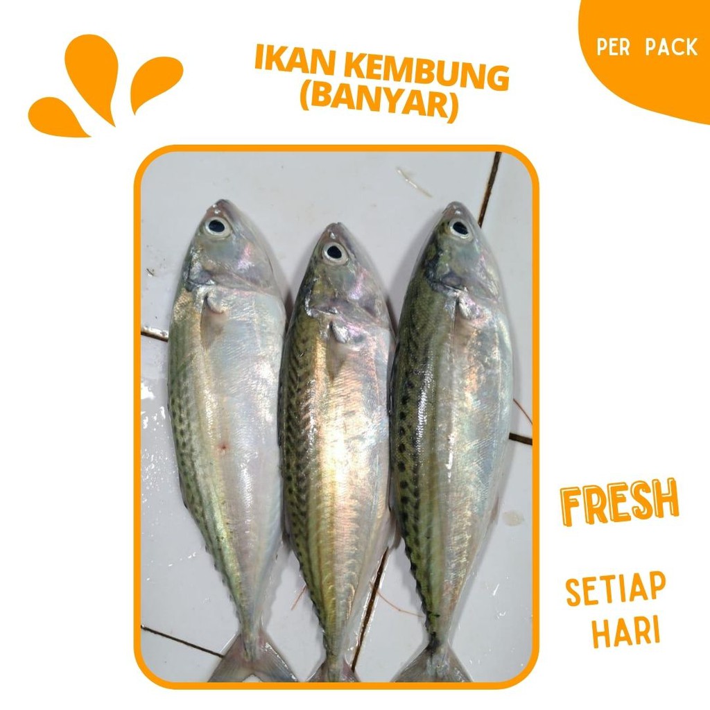 

IKAN KEMBUNG BANYAR / BANJAR SEGAR PER PACK BISA INSTAN DELIVERY SAYURAN ONLINE MAKASSAR