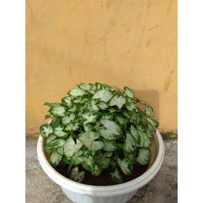 bunga keladi liliput