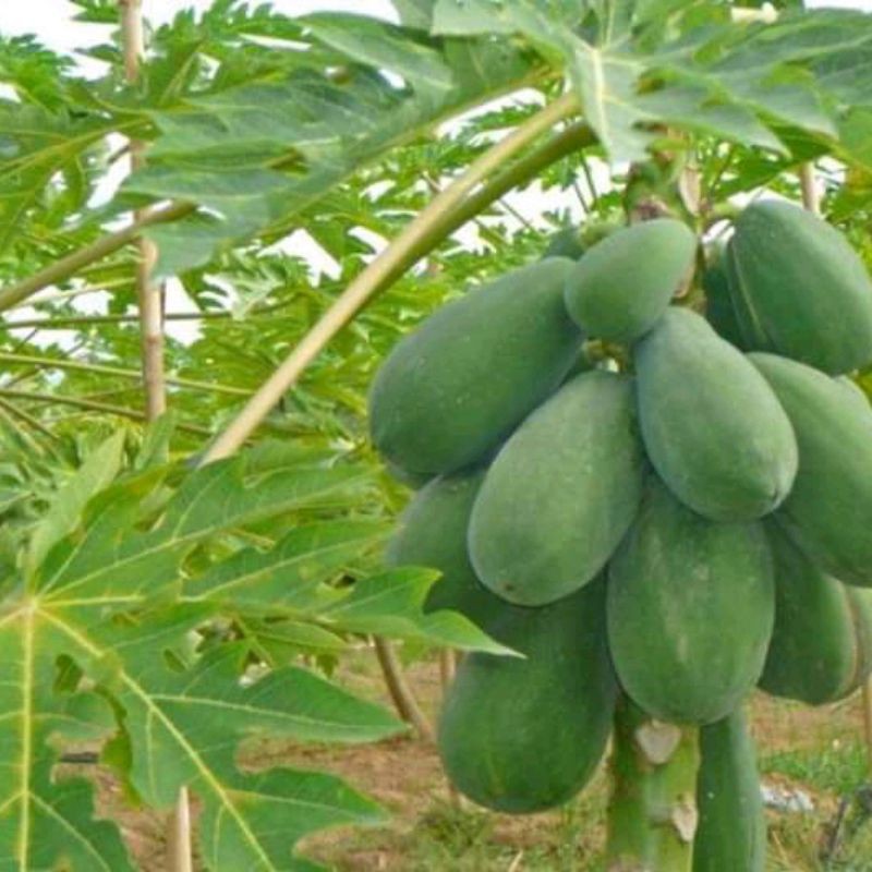 

buah pepaya muda