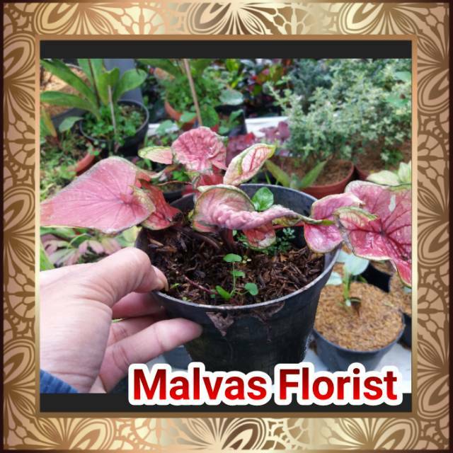 Tanaman hias - bibit bunga keladi jaguar