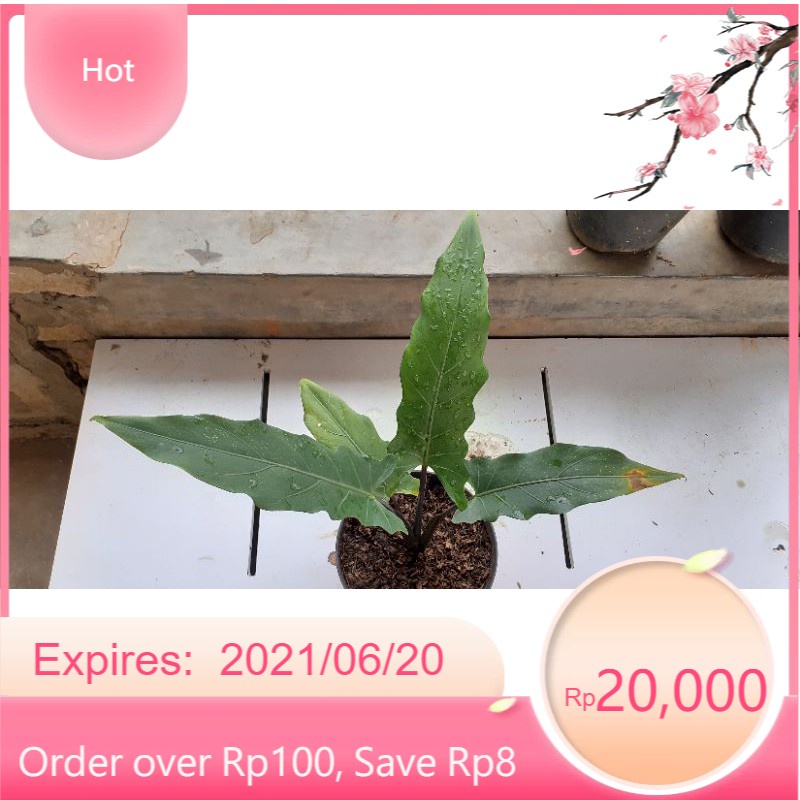 alokasia keris papua