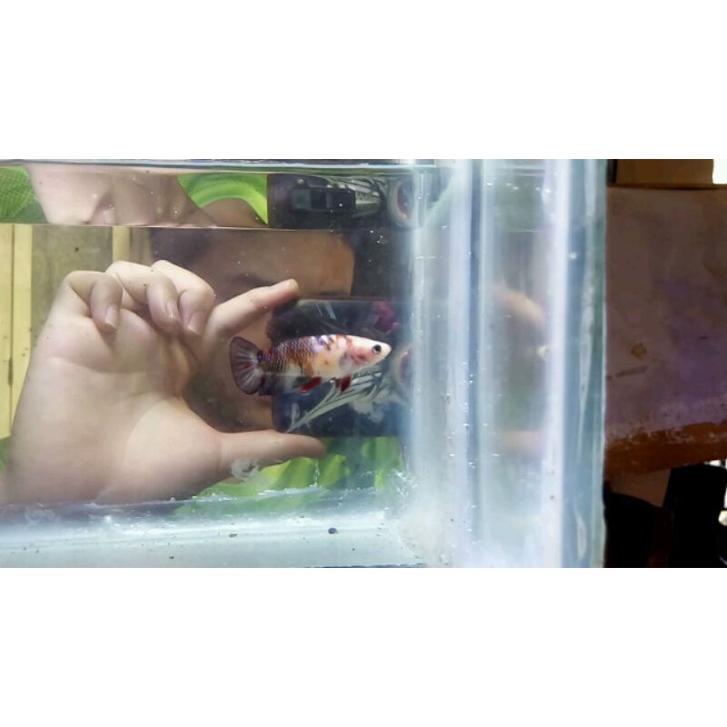 Cupang female koi