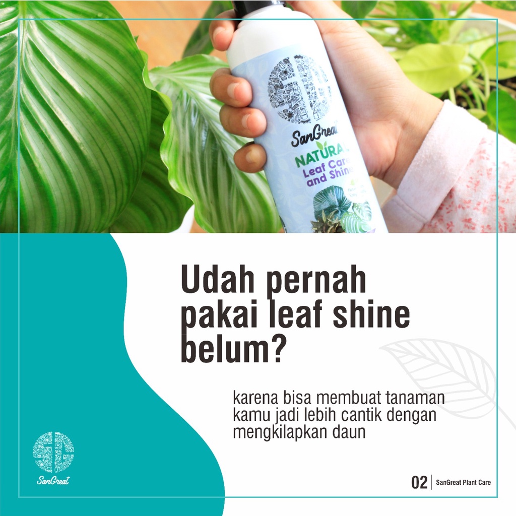 Semir kilap daun tanaman hias Water Base plus vitamin dari SanGreat 250 ml tahan lama