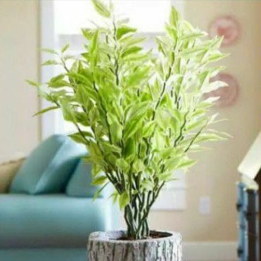 Tanaman Hias Patah Tulang Variegata - Tanaman Zig Zag Plant