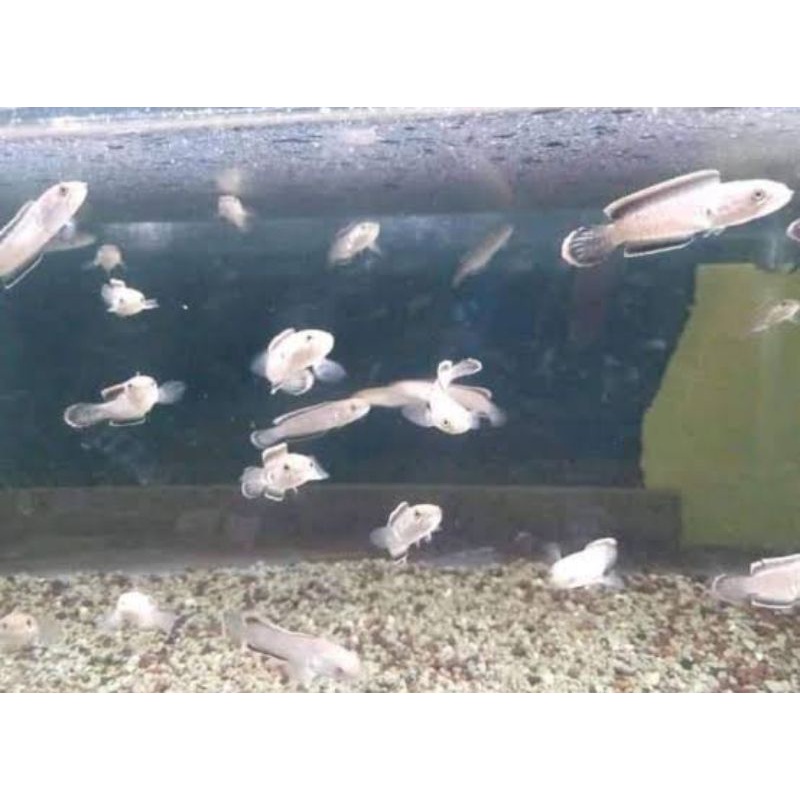 baby.limbata,CB.rim.tebal,4-5cm per10e