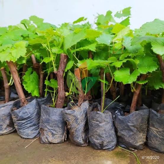 Tanaman Buah Anggur Lokal Stek Batang 100% Original
