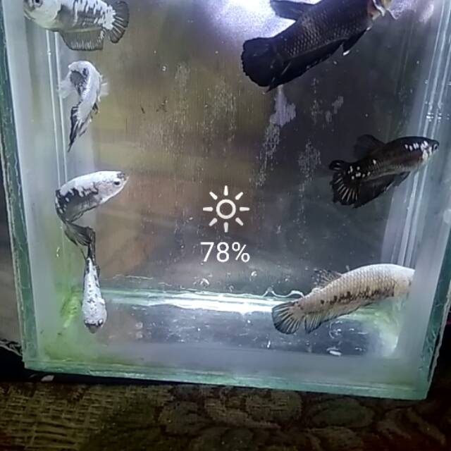 Cupang black samurai