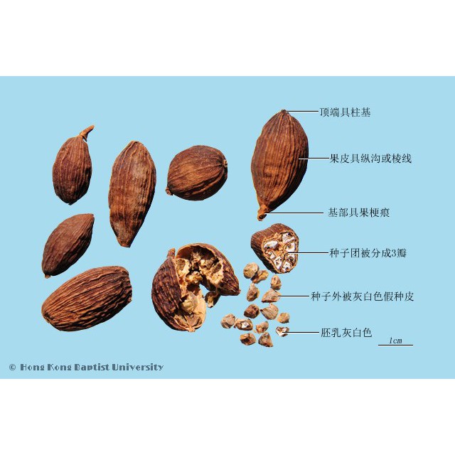 Cao guo Amomum tsaoko Chinese Black Cardamom Kapulaga Hitam 50 g