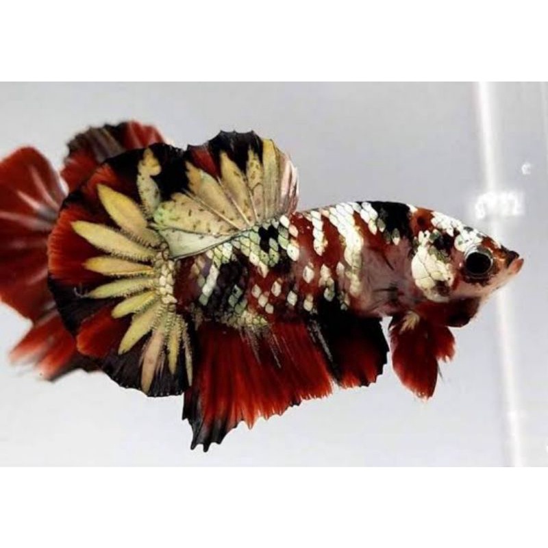 Cupang iron man grade