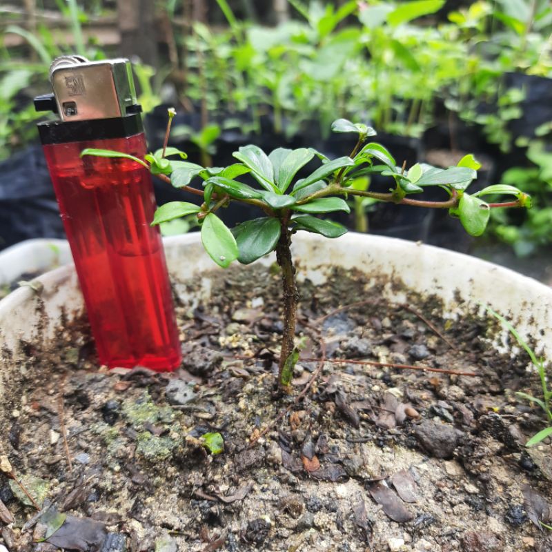 Bibit bahan bonsai Black olive / geometri ( Bucida spinosa ) dari semai biji