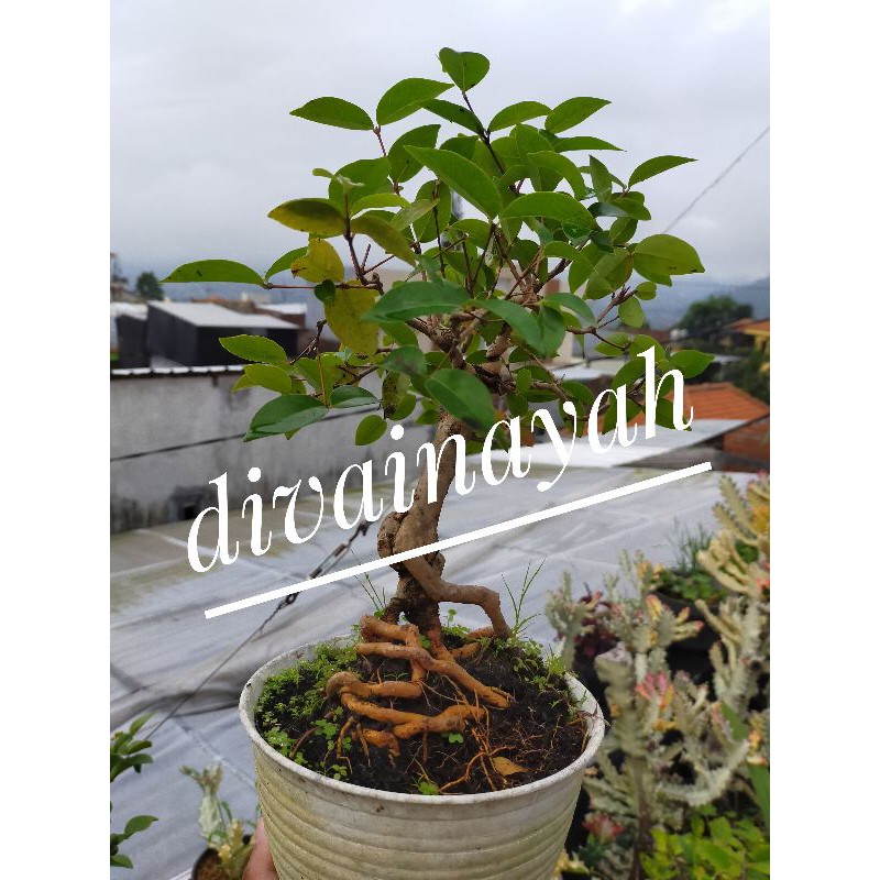 Tanaman hias bonsai dewandaru