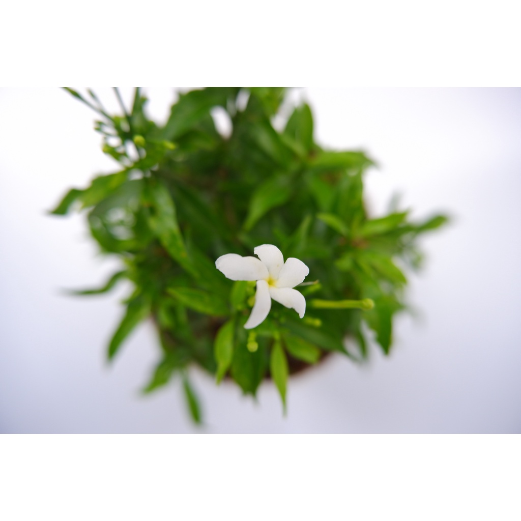 Melati China - Rombusa - Tanaman Hias