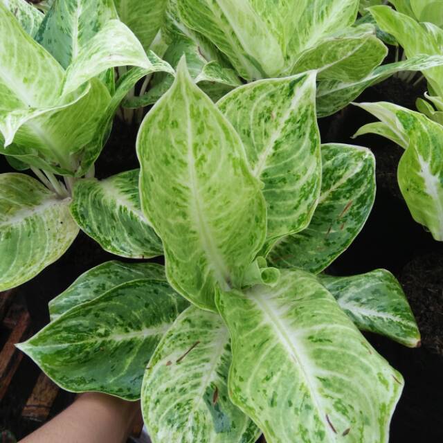 AGLONEMA SILVERQUEEN Shopee Indonesia AGLONEMA SILVERQUEEN Shopee Indonesia