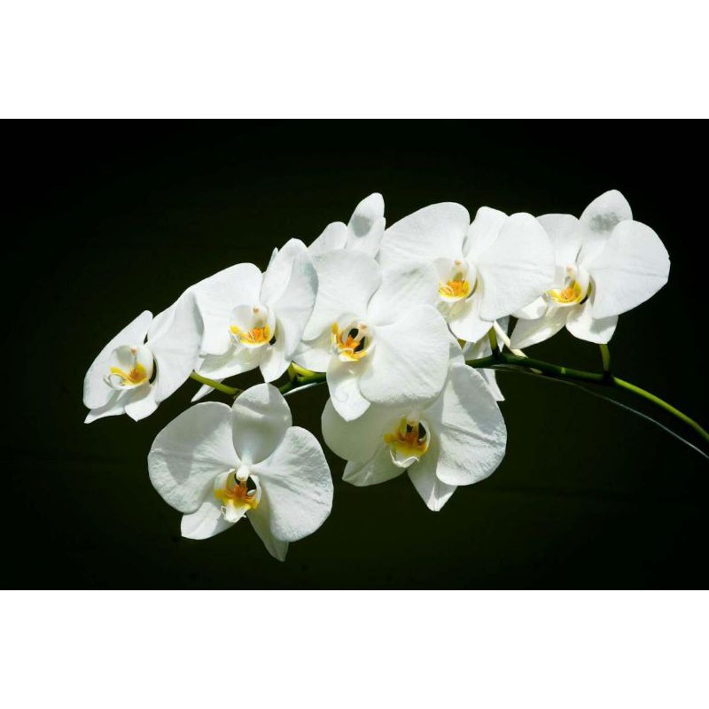 phalaenopsis amabilis