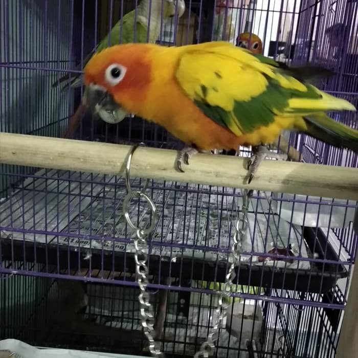 Rantai Burung Sun Conure Monk Irn Nuri Kakatua Dll