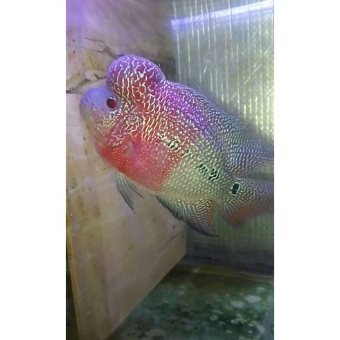 Ikan louhan SRD size 9-10 cm.