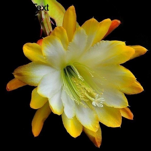 (COD) bibit tanaman hias Wijaya Kusuma bunga putih kuning