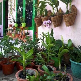  POT  TEMPEL  DINDING SABUT  KELAPA  Shopee Indonesia