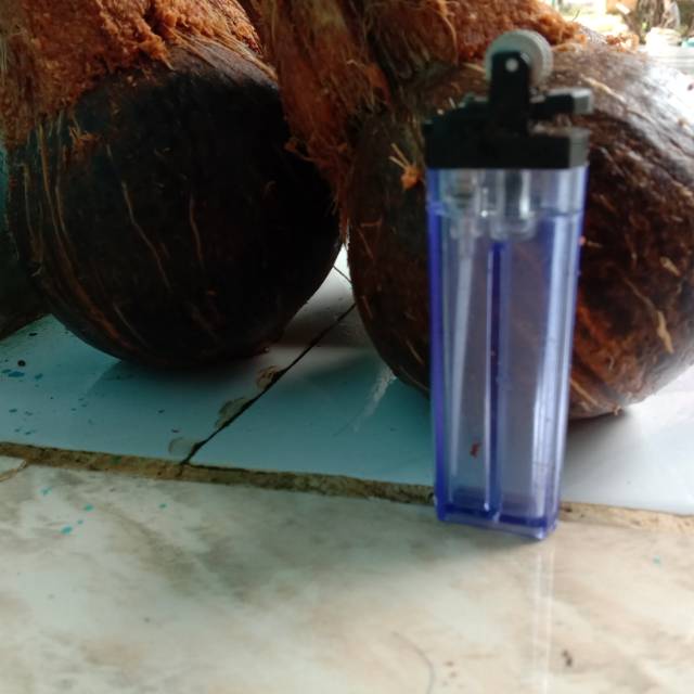 Bahan bonsai kelapa sudah tumbuh tunas