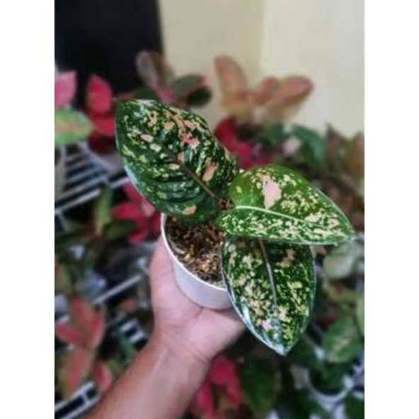 Aglonema ruby compakta remaja