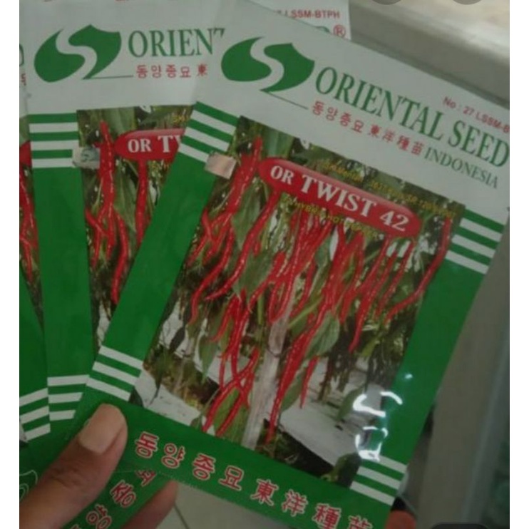 benih cabai keriting or twis 42