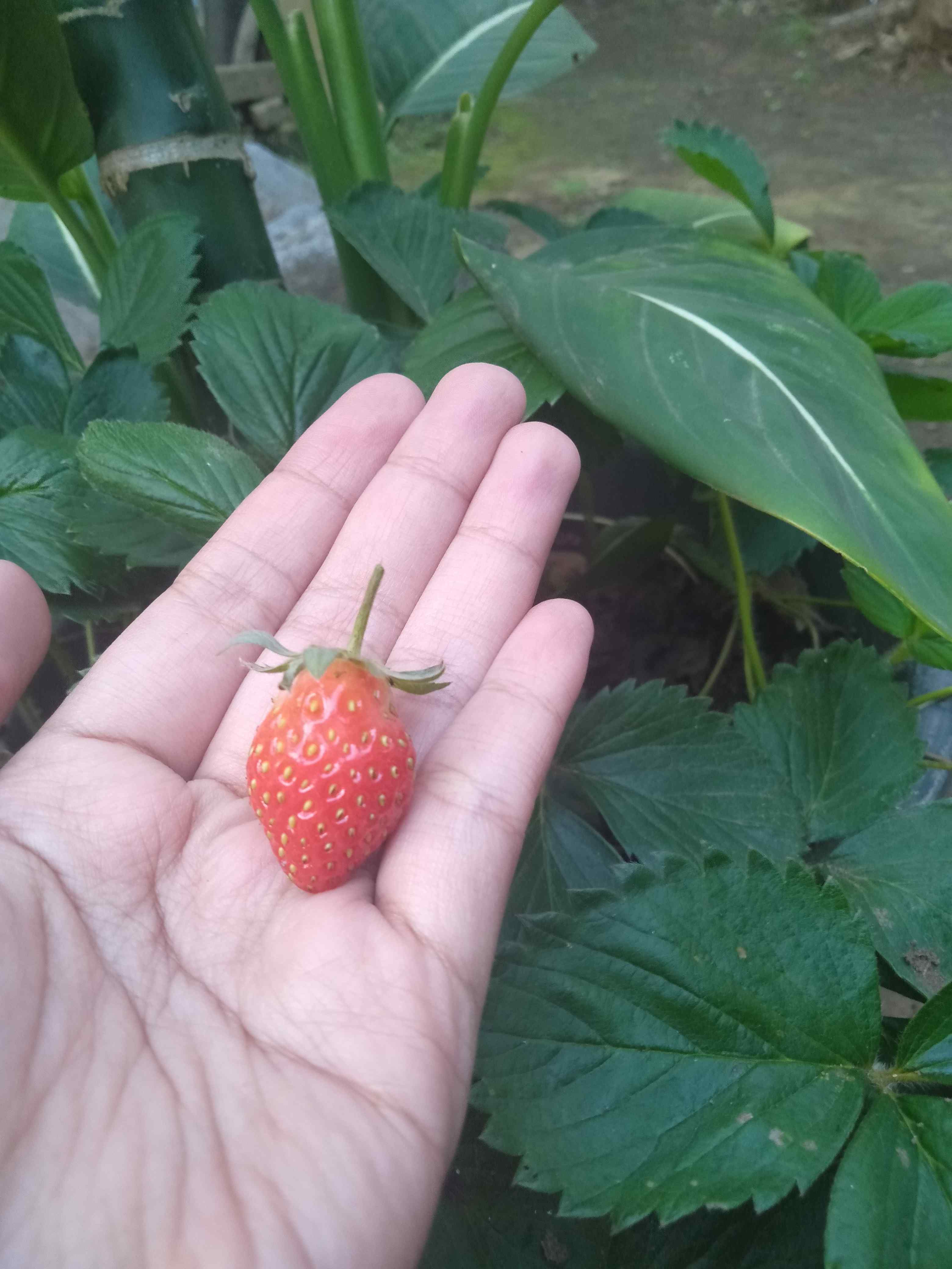 Batik Couple Ayah Anak Cowok//baju Batik Ayah Dan Anak