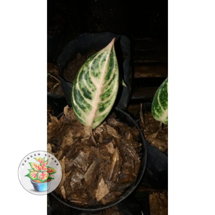 Anakan Aglonema Goliath / Baby