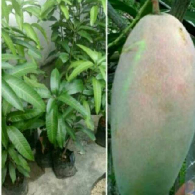 

Bibit mangga kiojay