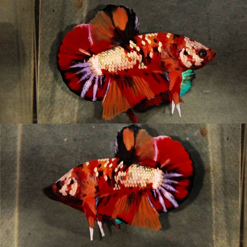 IKAN CUPANG HIAS 4 PASANG RED KOI COPER (Iron Man ) Luxury Top Grade A Promo Termurah