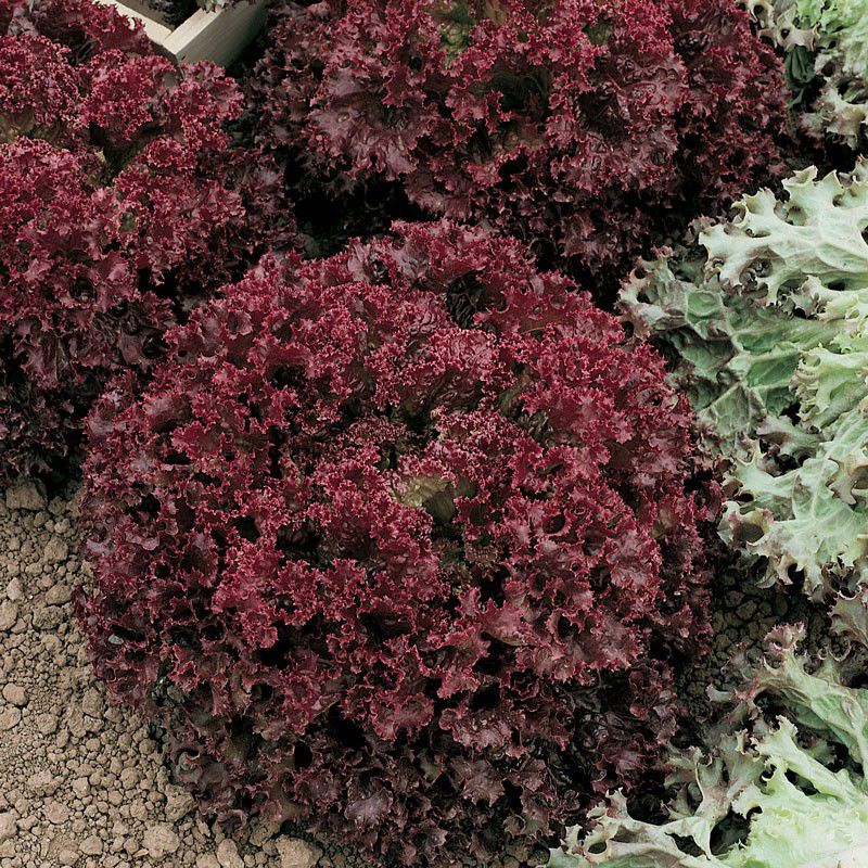 BENIH SELADA MERAH LETTUCE LOLLO ROSSA HAIRA SEED