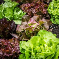 Benih Bibit Biji - Lettuce Headed Mixed Selada Campuran Seeds - IMPORT