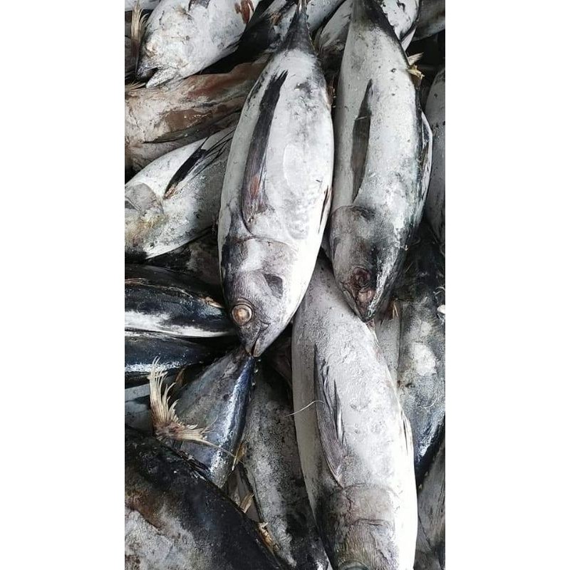 

TONGKOL BABY TUNA SEGAR MURAH