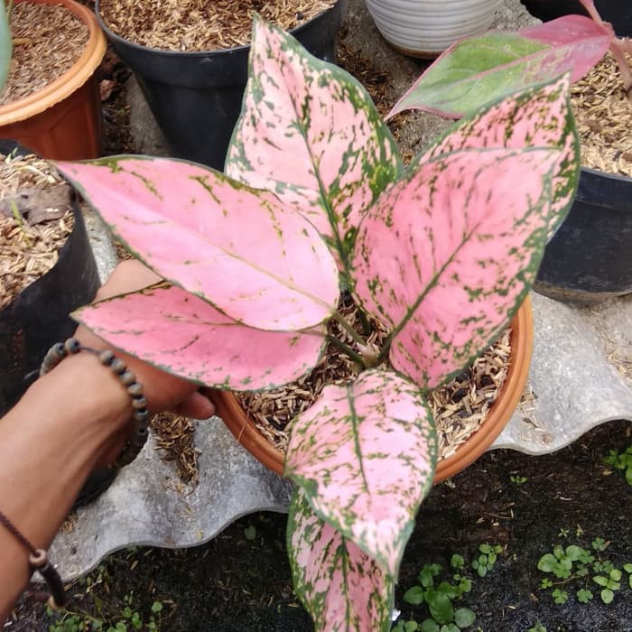 

aglonema valentine