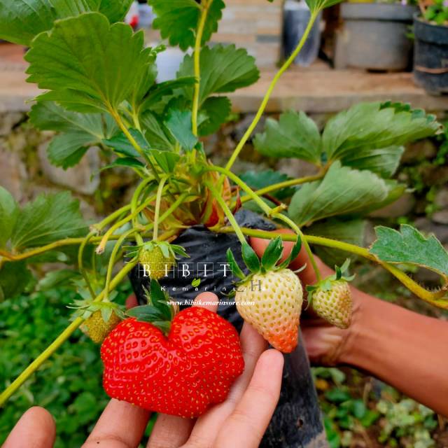 Bibit Tanaman Strawberry California/Strawberry Jumbo Termurah/ Bibit Stroberi California