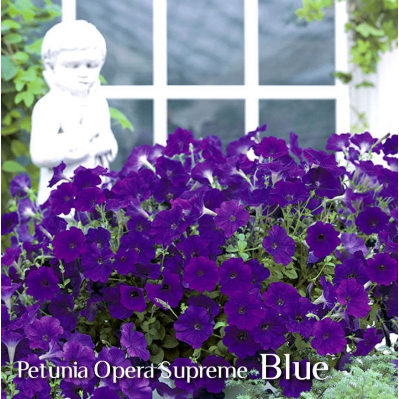 Petunia Opera Supreme Blue F1