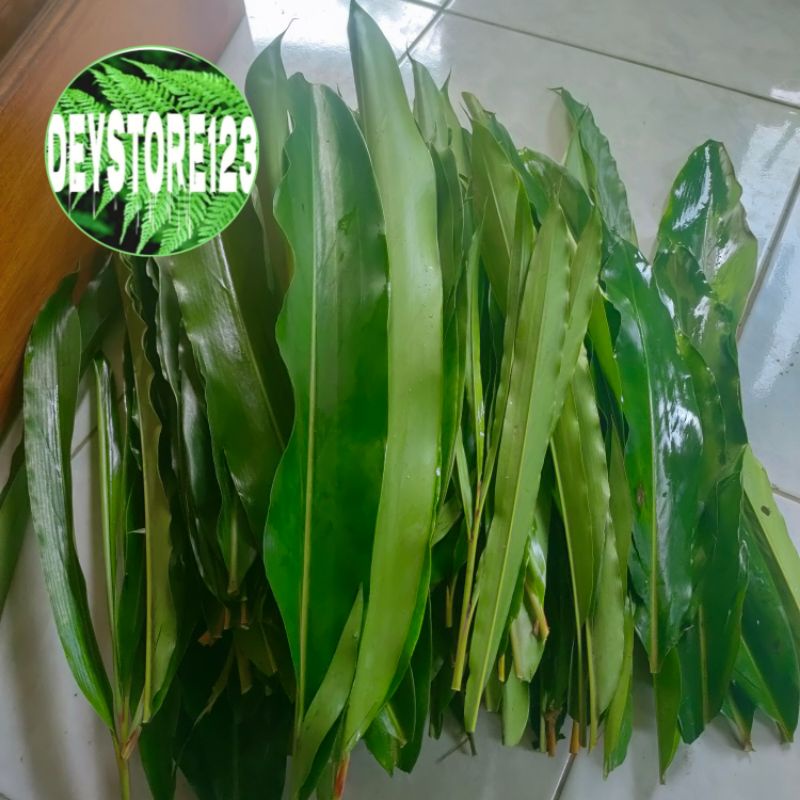 

Jual Daun walang segar Bumbu masakan 1 kg