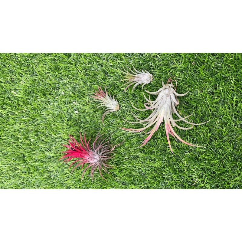 Tillandsia Rubra Druid Houston Fuego