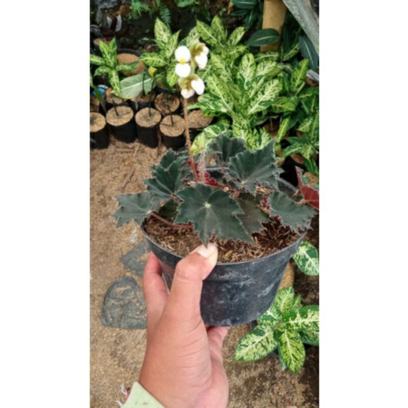 Begonia Star / Begonia Star Hitam tanaman hias