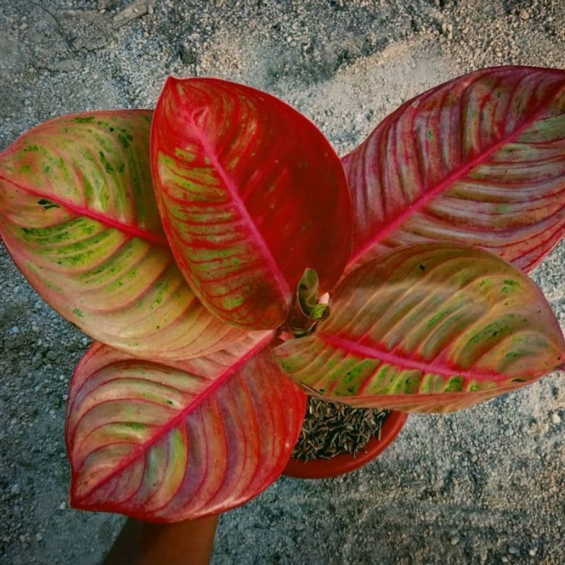 tanaman hias anakan/baby aglonema goliat terah merah